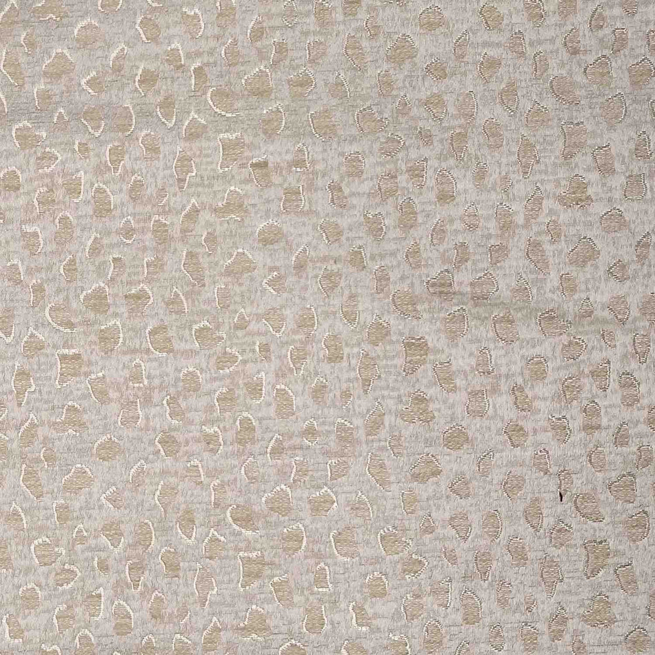 Chatham Glyn Mokala Panthera Ivory
